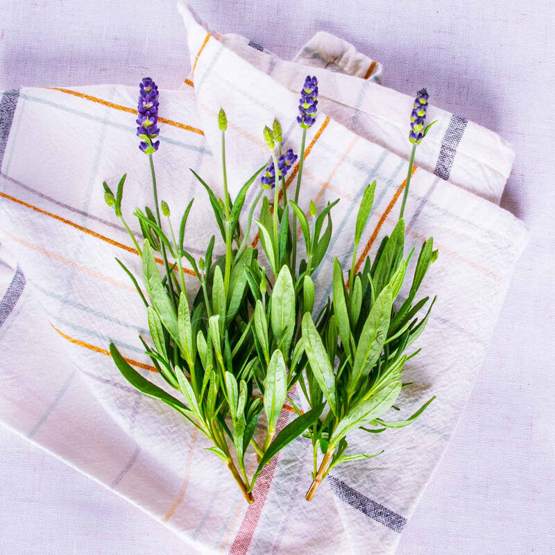Lots of Lavender Seed Pod Kit image number null